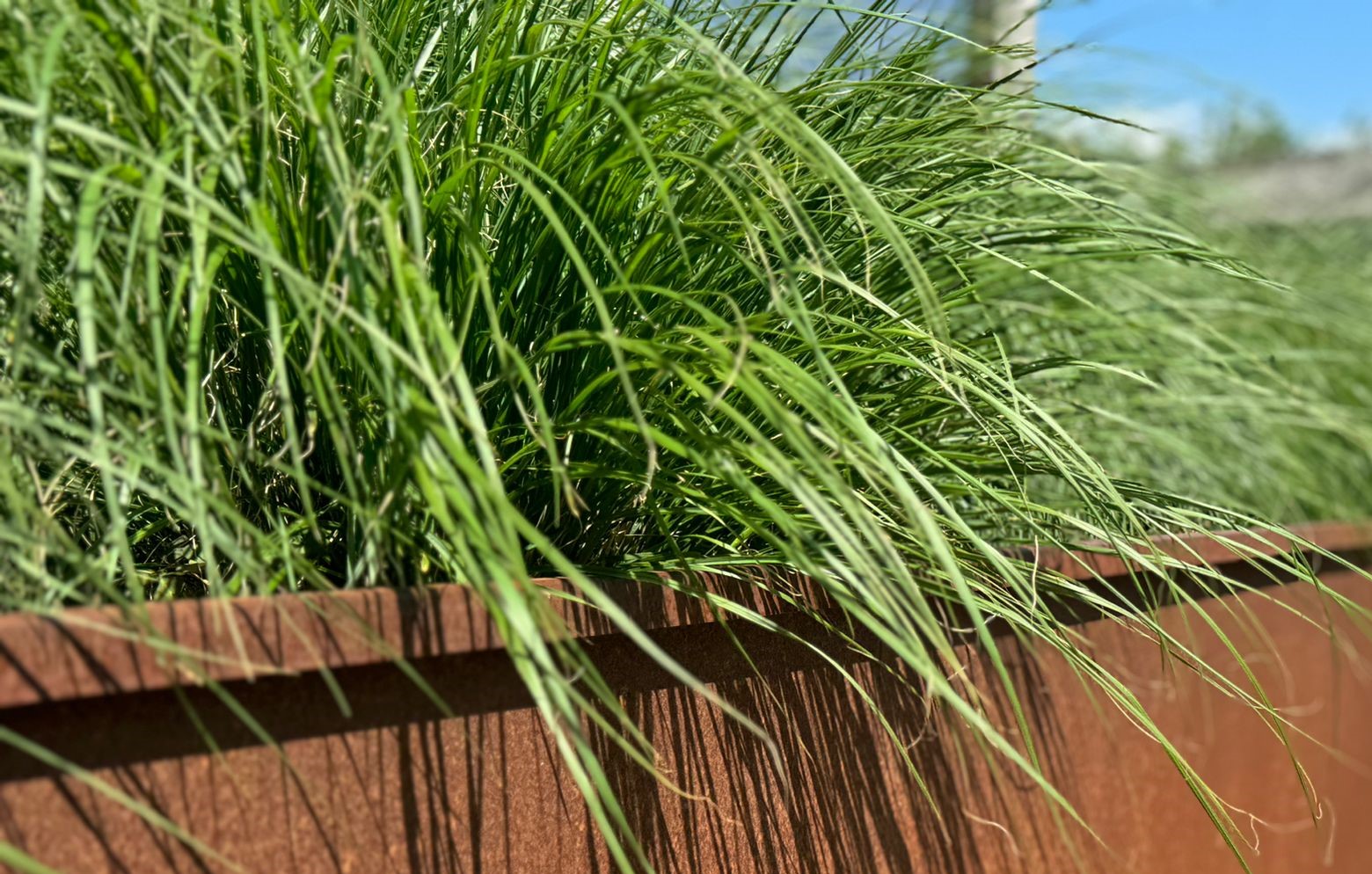 Cortenstalen maatwerk | Cortenstalen afboording | Cortenstaal in de tuin | Cortenstaal Vlaeminck Aarsele